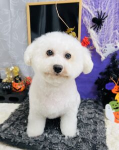 10月9日のわんちゃん🍀