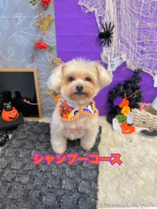 10月10日のわんちゃん💖
