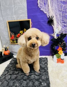 10/12のわんちゃん🍊