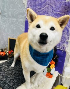 10月17日のわんちゃん☺️