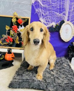 10月19日のわんちゃん😊