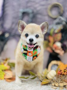 10/31のわんちゃん🐶