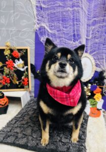 10月23日のわんちゃん🍀