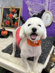 10月25日のわんちゃん🩷
