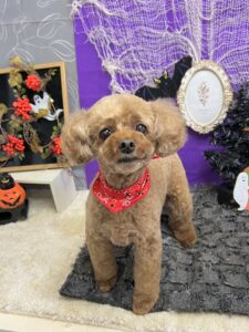 10月26日のわんちゃん🍀