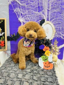 10月27日のわんちゃん🐶✨