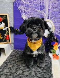 10月29日のわんちゃん🌿