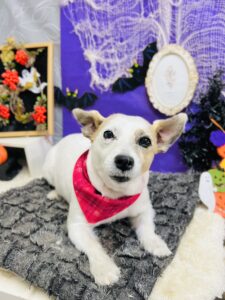 10月30日のわんちゃん☺️