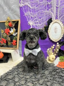 10月31日のわんちゃん👻