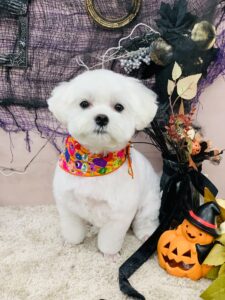 10/1のわんちゃん🌷