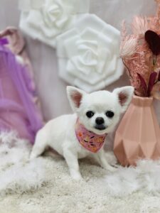 11/1のわんちゃん🐶ねこちゃん🐈