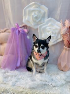 11/3のわんちゃん😊