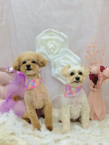 11/4のわんちゃん🐶