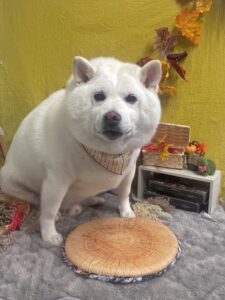 11月3日のわんちゃん☺️