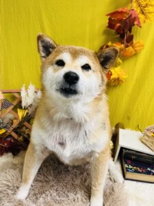 11/4のわんちゃん☺️