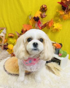 11月6日のわんちゃん