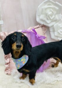 11/5のわんちゃん✨