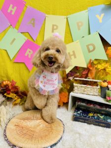 11月7日のわんちゃん🥰