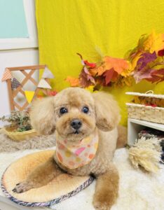 11月8日のわんちゃん🐶