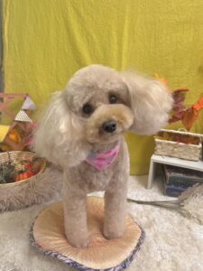 11月9日のわんちゃん🐶