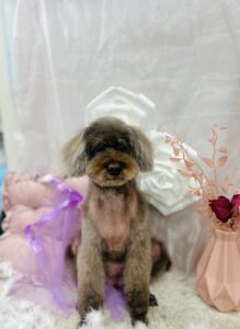 11/7のわんちゃん🩷