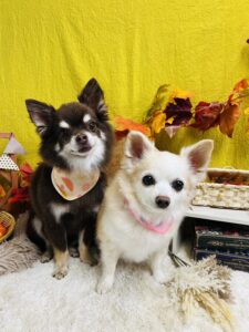 11/10のわんちゃん🐶