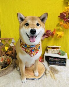 11/11のわんちゃん🌼