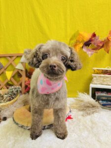 11月13日のわんちゃん🍀