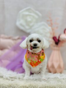 11/8のわんちゃん、ねこちゃん🥰