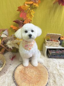 11月20日のわんちゃん✨