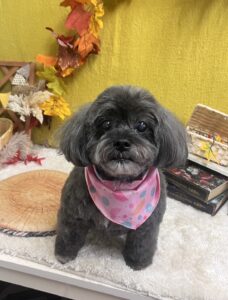 11月21日のわんちゃん🍀