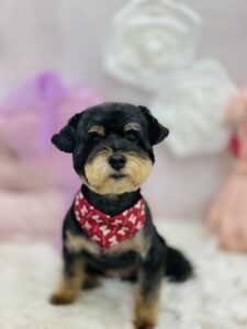 11/9のわんちゃん、ねこちゃん🌟