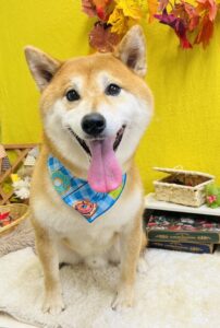 11月22日のわんちゃん💕