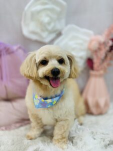 11/10のわんちゃん🐶