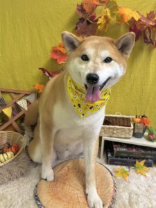 11月23日のわんちゃん🌟