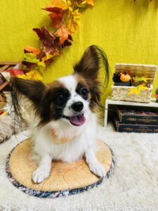 11/24のわんちゃん🌟