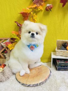 11/25のわんちゃん☘️