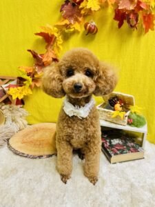 11月27日のわんちゃん💕