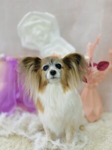 11/11のわんちゃん🥰