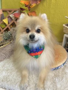 11月28日のわんちゃん🧸