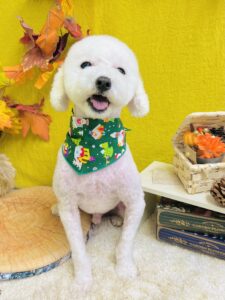 11月29日のわんちゃん🐶