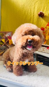 11月30日のわんちゃん🍀