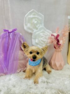 11/12のわんちゃん、ねこちゃん🤗