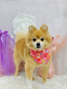 11月15日のわんちゃん🩷