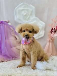 11/16のわんちゃん🥳