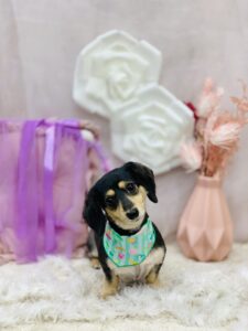 11/18わんちゃん🐶