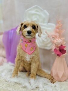 11/21のわんちゃん🐶