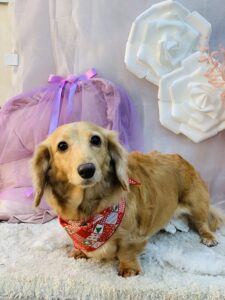 11/28のわんちゃん🐶