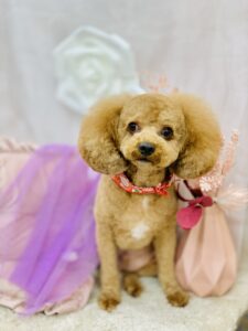 11月29日のわんちゃん😘