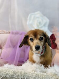 11/30のわんちゃん🥰